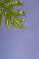 Tropical leaves on pastel purple background. minimal concept. Flat lay.