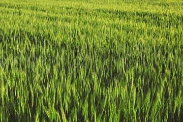View of beautiful wheat field