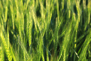 Spikelets on wheat field, closeup