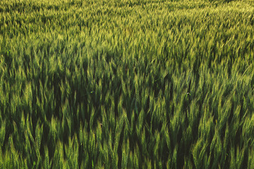 View of beautiful wheat field