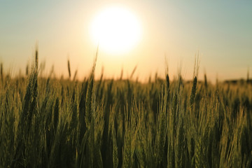 Obraz premium Beautiful wheat field with sky on background
