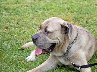 Mastiff mix. Big dog, lying on grass.