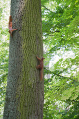 Two Red squirrels chasing each other  around a tree