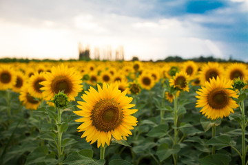The sunflowers field