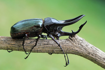 Fototapeta premium Beetle insect, Insect