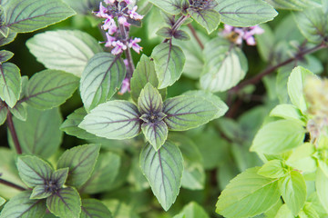 Mint growing in a garden