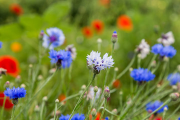 Fototapeta premium Wildflowers