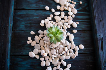 Obraz na płótnie Canvas White pebbles and house leek / Set of zen stones and cactus plant on black hardwood floor 