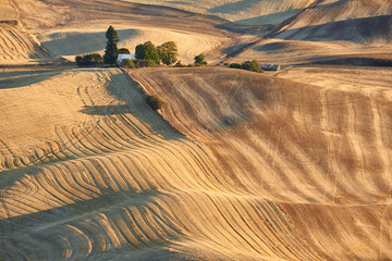Golden harvest during sunrise. Aerial view over surrealistic landscape of Palouse Hills with farmland in autumn season.