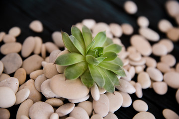 Close-up of cactus plant with white pebbles / Set of white stones and cactus plant on black hardwood floor 