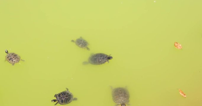 turtle swimming in green water pond or river. It seems that it&rsquo;s looking for other animal
