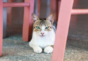 beautiful cat with green eyes sitting under the chairs at a greek tavern