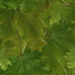 Seamless pattern with green maple leaves