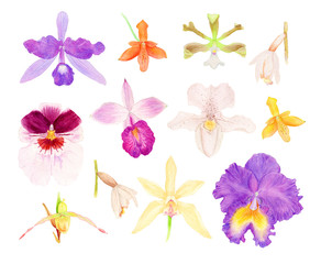 Orchid watercolor set