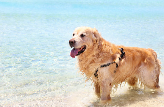 golden Labrador retriever inside the turquoise sea of Ionian islands Greece