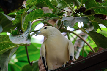 FUENGIROLA, ANDALUCIA/SPAIN - JULY 4 : Yellow Dove at the Bioparc in Fuengirola Costa del Sol Spain...