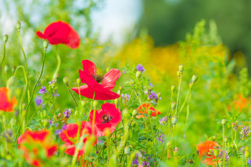 Flowers blooming in a field in sunlight in summer