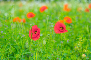 Flowers blooming in a field in sunlight in summer