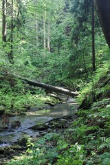Waterfall on a river in a forestWaterfall on a river in a Waterfall on a river in a forest