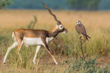 Two Residents laggar falcon and blackbuck from indian forest at tal chappar sanctuary, india