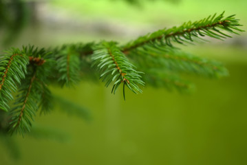 Beautiful evergreen pine-tree in park.