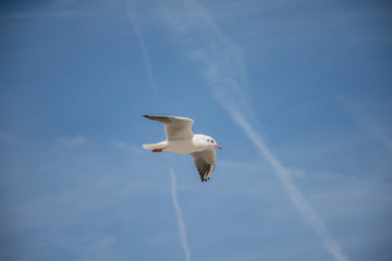 Flug übers Meer