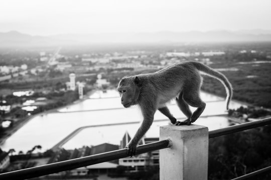 Macaque monkey in wild, walking on the fence, Thailand 