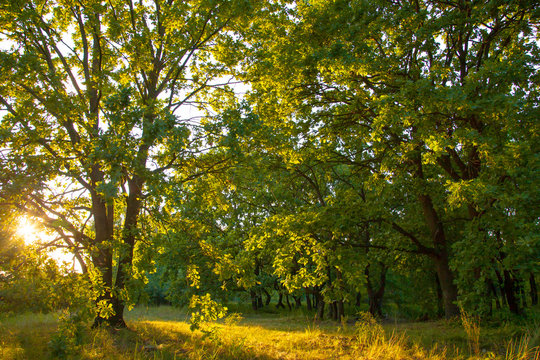 old oak magic forest sunlight sunrise sunset