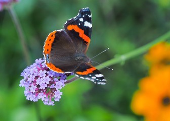 Red Admiral