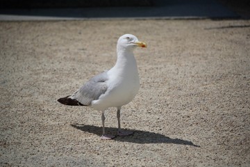 Mouette