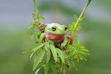 Fototapeta premium Tree frog on branch, frog