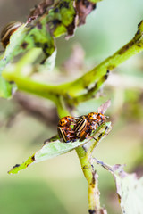 couple of colorado potato bugs on potato bush