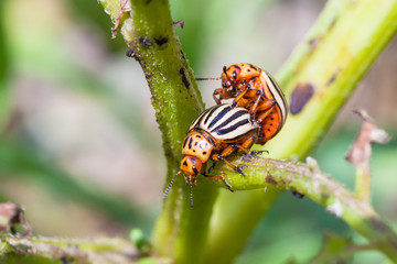 couple of colorado beetles on potato bush close up