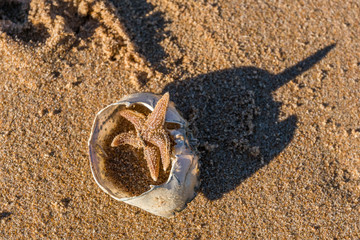 Starfish and crab shell.