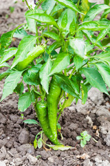 ripe pods of green chili pepper on bush in garden