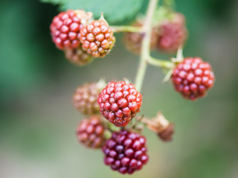 ripening blackberries on twig close up