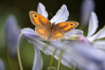 Obraz premium Pyronia tithonus 