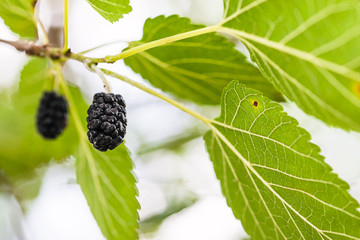 ripe black berries on mulberry tree close up
