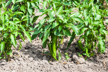 plantation of green chili pepper bushes in garden