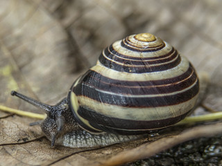 ślimak © Henryk Olszewski