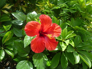 Rote Blüte © blueocean