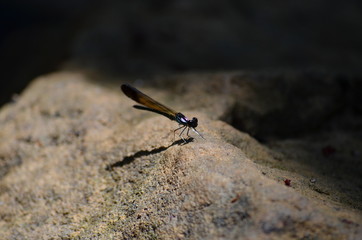 Dragonfly on rock