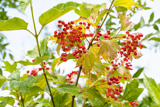 red fruits of Viburnum plant in summer