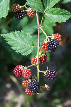 twig with ripe blackberries in summer season