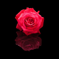 Red rose flower with water drops isolated on black