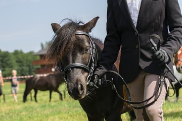 Little pony in the summer on a meadow