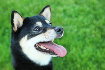 Black shiba inu dog on green grass