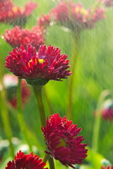 Stokrotki w deszczu © Jacek Rodak