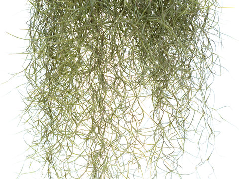 Spanish Moss Isolated