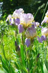 Iris Flower